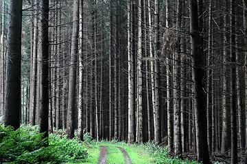 Image showing trees and forest