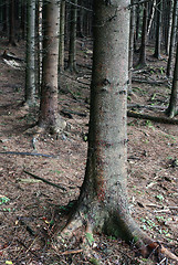 Image showing tree trunk