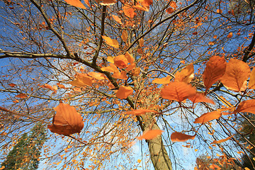 Image showing Autumn forest 