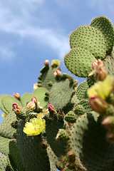 Image showing Plants and flowers from corsica