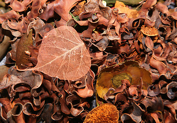 Image showing  leaves