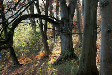 Image showing danish landscape01