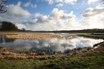 Image showing lake forest