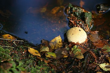 Image showing MUSHROOM