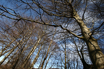 Image showing trees and forest