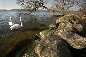 Image showing swan