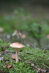 Image showing MUSHROOM