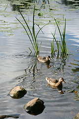 Image showing lake stones ducks