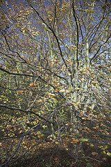 Image showing autumn leaves