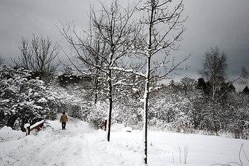 Image showing snowy winter