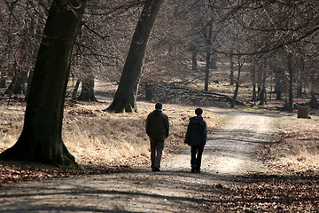 Image showing  in the forest