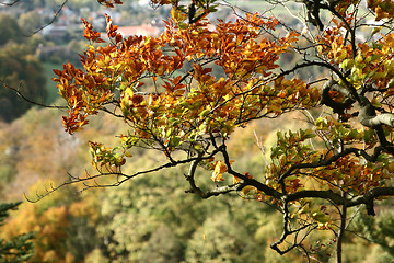 Image showing trees and forest