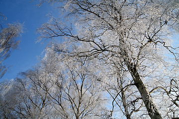 Image showing winter in denmark