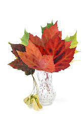 Image showing Fall leafv