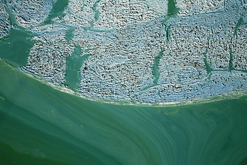 Image showing Blue-green algae