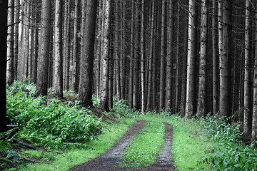 Image showing trees and forest