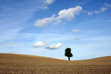 Image showing tree