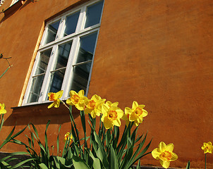 Image showing flower closeup