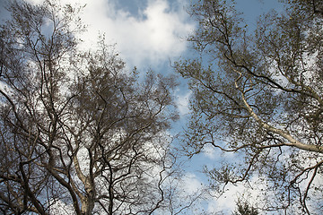 Image showing autumn leaves