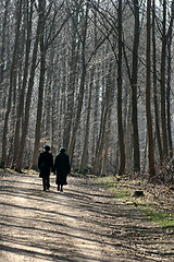 Image showing danish horses 01