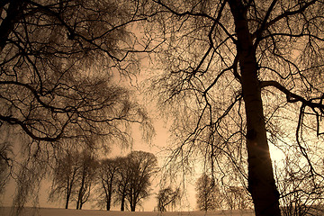 Image showing lonely tree