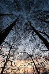 Image showing trees and forest