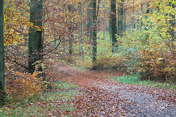 Image showing Forest in denmark