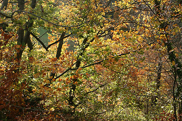 Image showing trees and forest