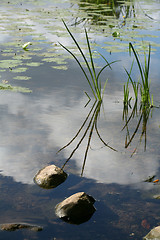 Image showing lake stones