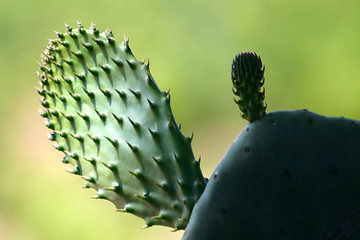 Image showing Corsican sceneries