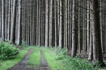 Image showing green spring landscape in denmark