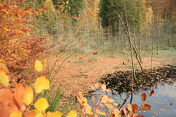 Image showing Forest in denmark