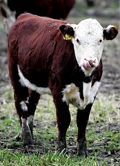 Image showing Young Cow