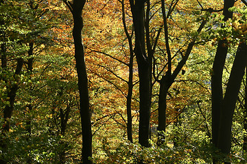 Image showing trees and forest