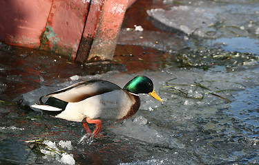 Image showing duck