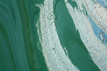 Image showing Blue-green algae