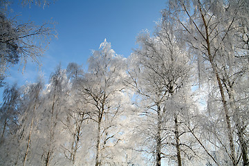 Image showing winter in denmark