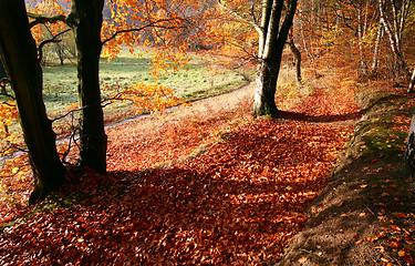 Image showing colorul forest