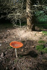 Image showing amanita muscaria