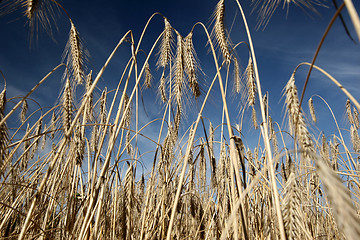 Image showing rural denmark