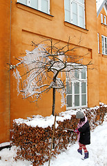 Image showing iced tree