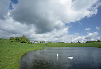 Image showing Swan