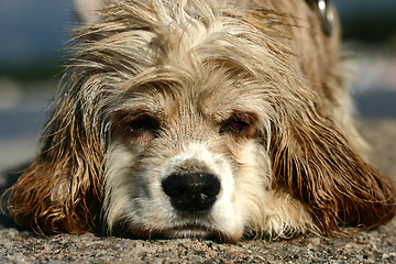 Image showing abandonned dog