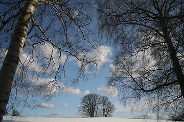 Image showing winter forest