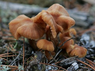 Image showing mushrooms in woods