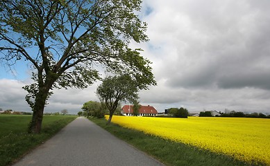 Image showing danish landscape01