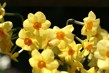 Image showing flower closeup