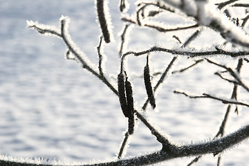 Image showing snowy winter