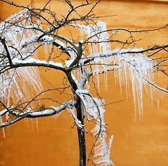 Image showing iced tree