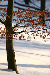 Image showing winter in denmark